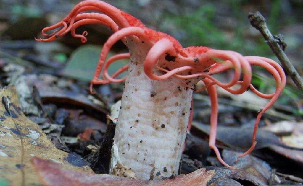 The mystery fungus in question. The mystery fungus in question.
